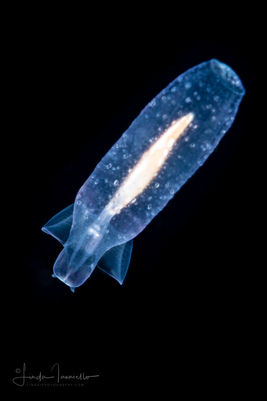 Sea Angel - Gymnosome - Pelagic Opisthobranch