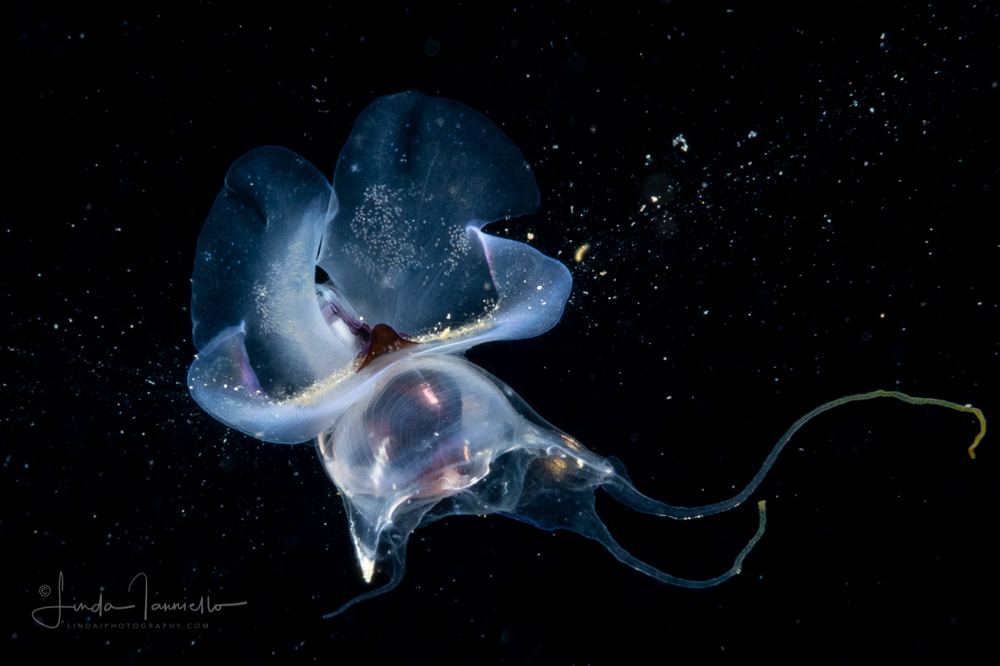 Sea Butterfly - Thecosome - Pteropod