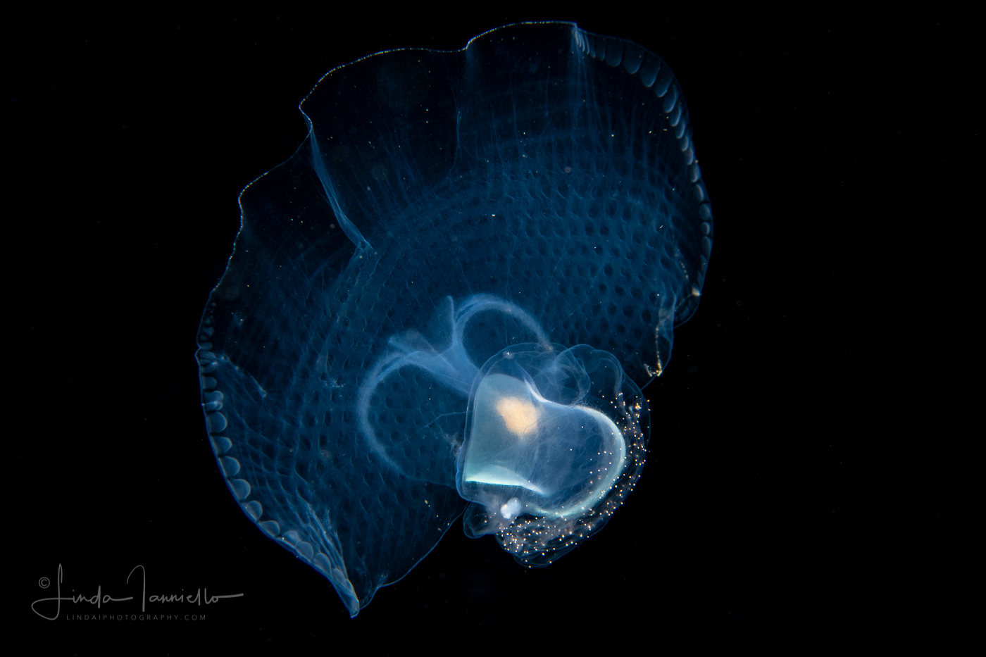 Sea Butterfly - Thecosome - Pteropod - Corolla spectabilis - Pelagic Gastropod