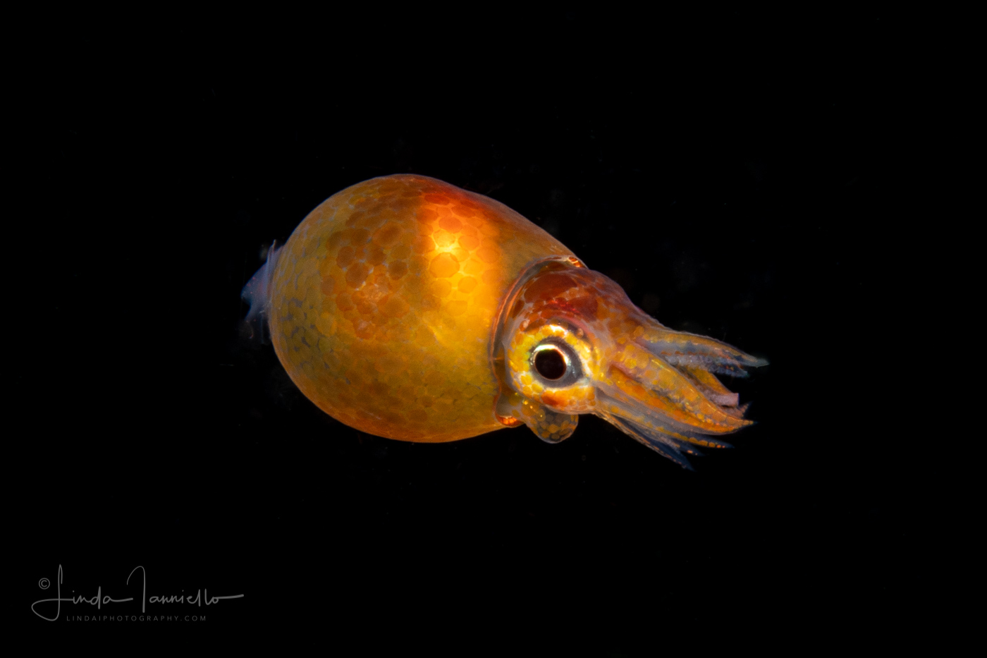 Squid - Unknown
