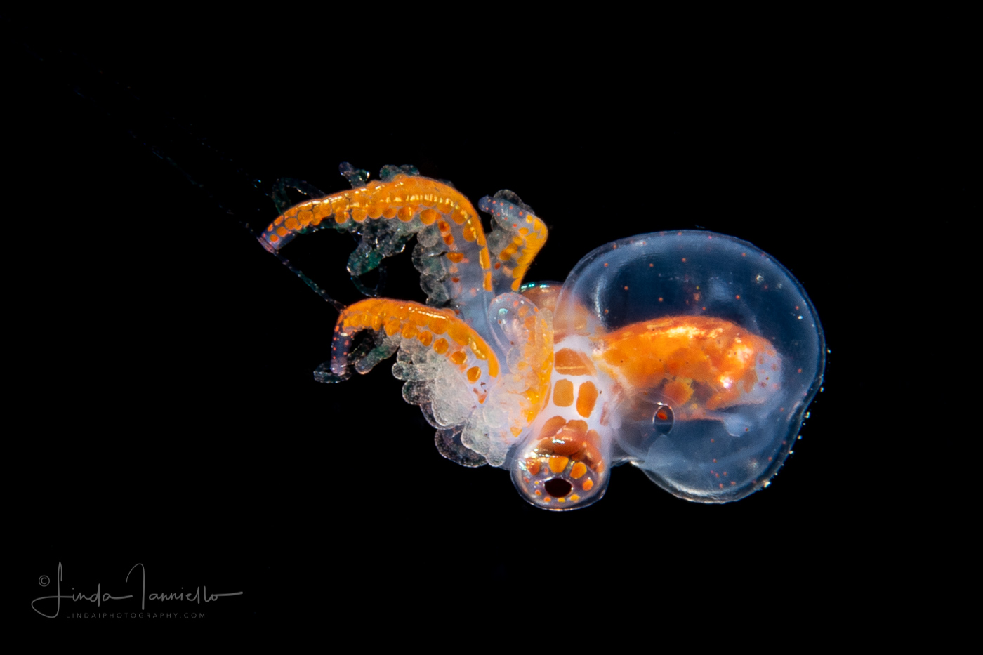 Tiny Male Blanket Octopus  - Tremoctopus violaceus