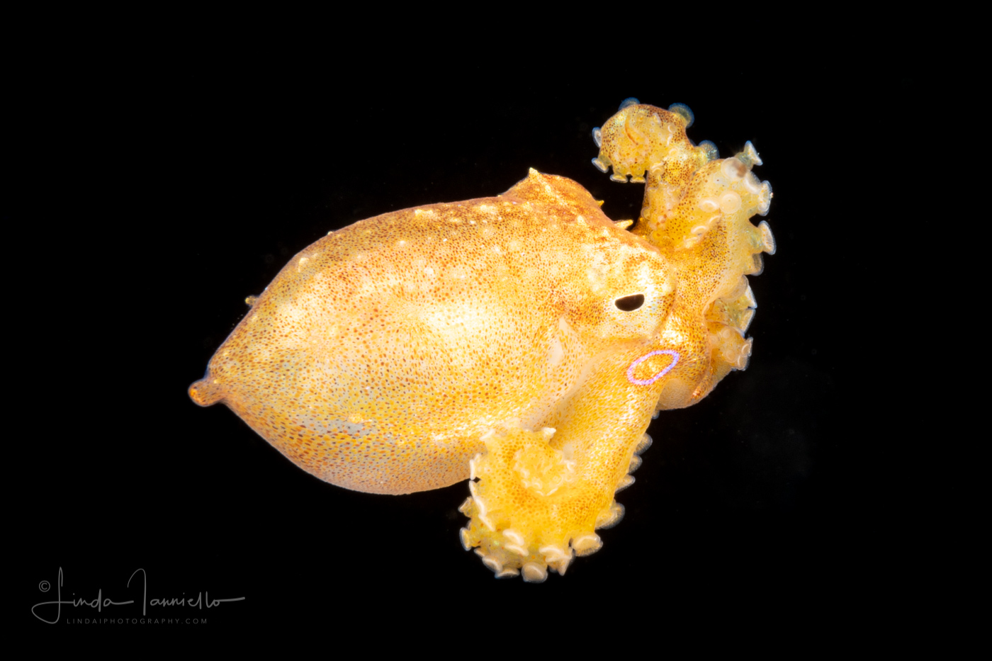 Tiny Mototi Octopus