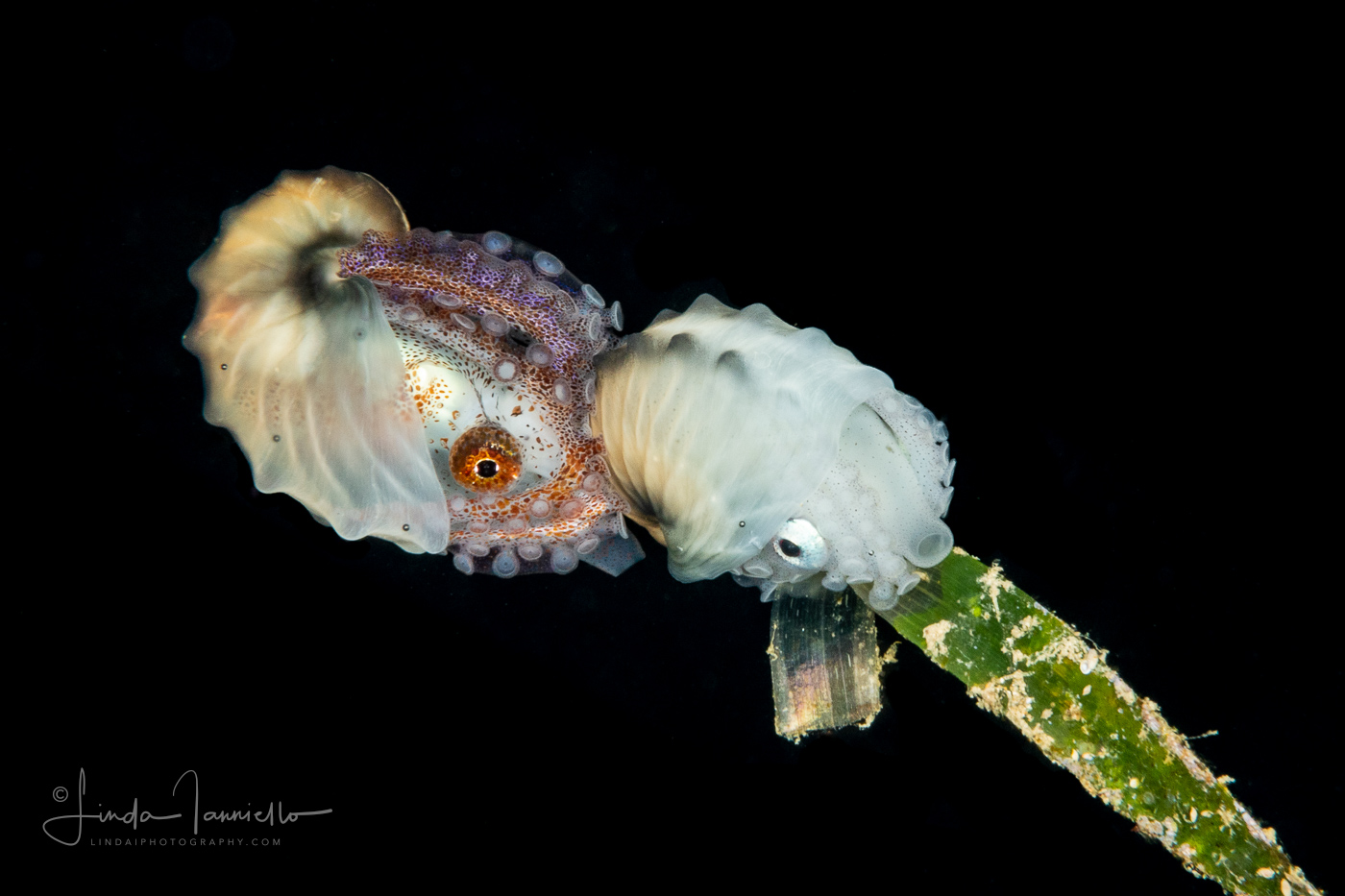 Two Paper Nautilus - Female - Argonaut - Argonautidae - Argonauta hians
