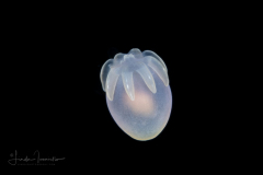 Anemone Larva