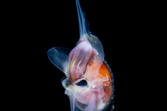 Atlantidae - Atlanta sp. - Pelagic Marine Gastropod Mollusk - Heteropod