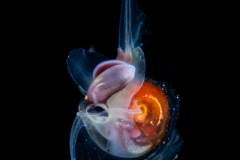 Atlantidae - Atlanta sp. - Pelagic Marine Gastropod Mollusk - Heteropod