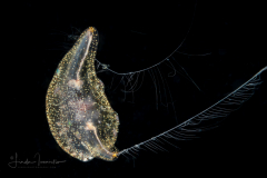 Benthic Jellyfish Larva - Ctenophore -Coeloplana (Benthoplana) meteoris