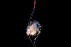 Crab Megalopa Larva