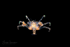 Crab Megalopa Larva