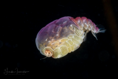 Crab Megalopa Larva
