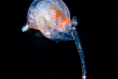 Crab Megalopa Larva