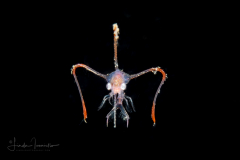 Crab Megalopa Larva