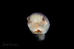 Crab Megalopa Larva