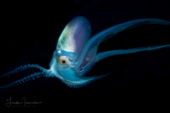 Female Blanket Octopus - Tremoctopus violaceus