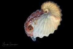 Paper Nautilus - Female - Argonaut - Argonautidae - Argonauta hians
