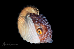 Paper Nautilus - Female - Argonaut - Argonautidae - Argonauta hians