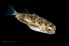 Flying Gurnard - Dactyloptena orientalis