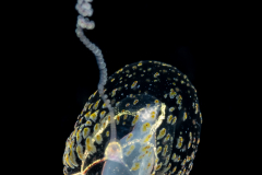 Jellyfish
