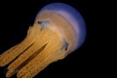 Jellyfish - Thysanostoma