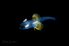 Lanternfish - Myctophum