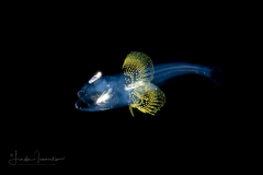 Lanternfish - Family Myctophidae - Myctophum brachygnathum