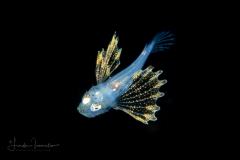 Lionfish ?