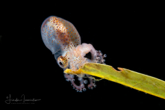 Paper Nautilus - Male - Argonaut - Argonautidae - Argonauta hians