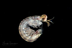 Mantis Shrimp Larva - Stomatopoda