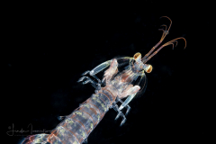 Mantis Shrimp Larva - Stomatopoda