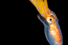 Octopus - Undetermined - Macrotritopus sp. ?