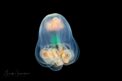 Pelagic Larval Stage of a Tube Anemone  - Arachnactidae