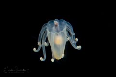 Pelagic Larval Stage of a Tube Anemone  - Arachnactidae