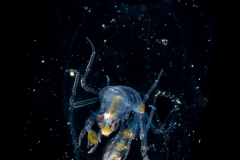 Phronima Pelagic Amphipod