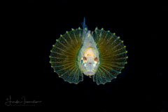 Scorpionfish Larva ?