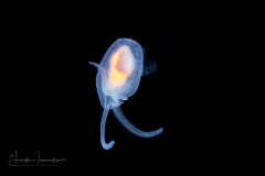 Sea Angel - Gymnosome - Pelagic Opisthobranch - Hydromyles globulosus