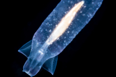 Sea Angel - Gymnosome - Pelagic Opisthobranch