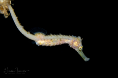 Seahorse