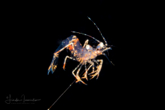 Shrimp