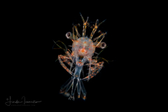 Shrimp