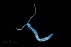 Spionid Worm
