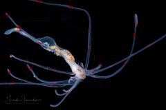 Terebellid Worm - Juvenile