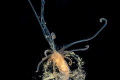 Terebellid Worm - With a "Cocoon"