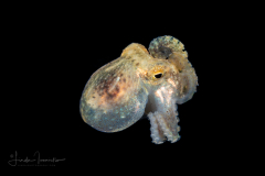 Tiny Octopus
