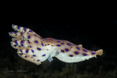 Blue-Ringed Octopus - Hapalochlaena lunulata