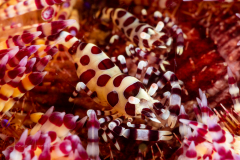 Coleman Shrimp - Periclimenes colemani