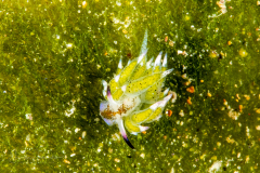 Costasiella kuroshimae
