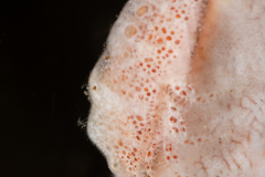 Cryptic Sponge Shrimp - Gelastocaris paronae