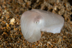 Cuttlefish