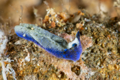 Elysia sp.