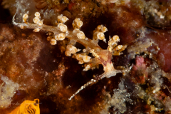 Facelinid sp. 2 NSSI 2nd Edition